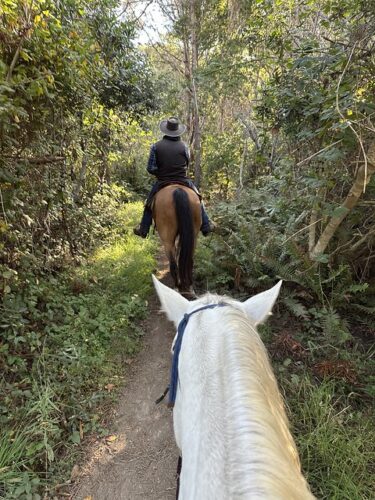 Cowboy on horseback rides through forested MacKerricher State Park in Fort Bragg, California. White horse head with mane and ears showing is following the lead horse on a trail ride. 