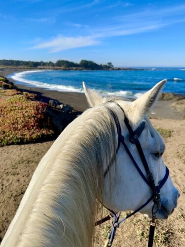 My white horse, Walter, turns his head to the right, while looking at the Pacific Ocean. His right ear is cocked back, listening to me speak to him. The shoreline and beach come together in the distance with blue sky and a faint cloud in the air. A mound of native grass and succulents are on the left of the horse's head. 