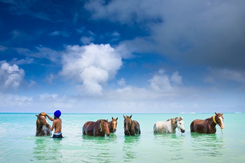 Cooling down in Dickenson Bay after a day of horseback riding