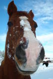 Winter Horseback Riding Vacation in Sisters, OR