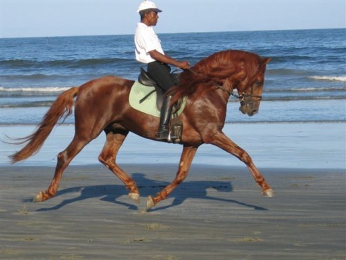 A horseback riding vacation at Sucandi in Brazil