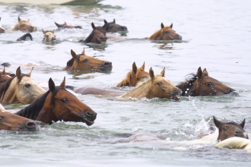 Chincoteague Island horses swim on a horseback riding vacation in Virginia