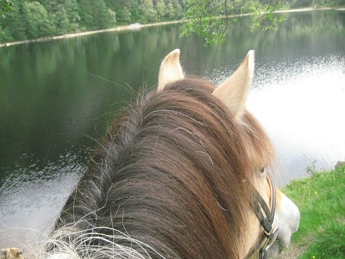 Fjord horse, Ovre-Eide Farm, Bergen, Norway