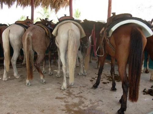 Skinny horses await your horseback riding vacation at Pandora's Stables Punta Cana