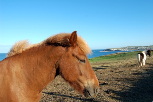 icelandic horse, Snaefellsness Peninsula, Iceland