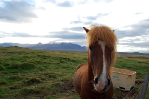 icelandic horse riding vacation, Snaefellsness peninsula, iceland horse