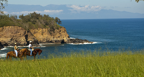 Hawaiian Paso Fino Gaits on a Big Island Horseback Riding Vacation