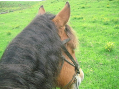 Kohala Takes Nancy Brown on a Horseback Riding Vacation on the Kohala Ranch