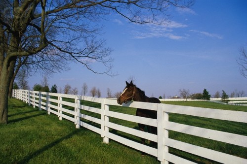 Dreaming of a horseback riding vacation in Lexington, Kentucky