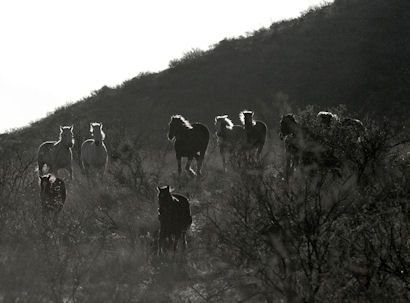 Elkhorn Ranch horses await your horseback riding vacation to Arizona