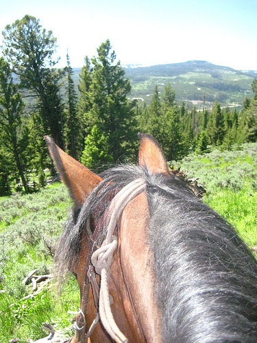 Spanky looks over the miles of Montana forest during a horseback riding vacation at the Club at Spanish Peaks in Big Sky