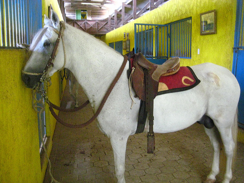 Sanisidro, the Paso Fino Stallion I rode on my Curacao horseback riding vacation