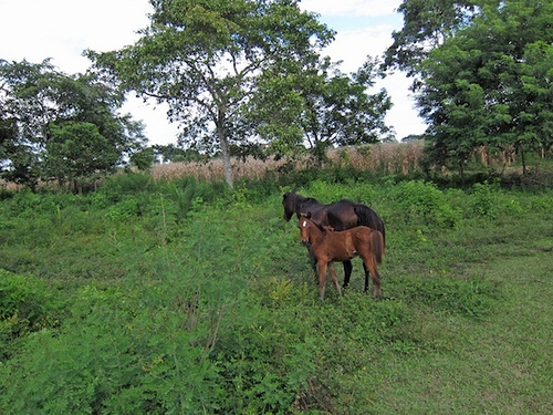 Have you been on a horseback riding vacation in Belize? These horses are waiting to greet you.