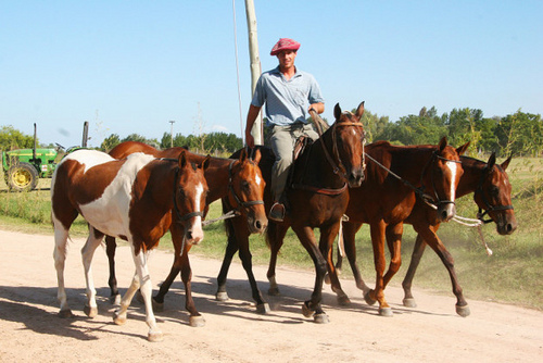 Exercising Capilla polo ponies in Argentina