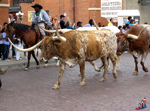 Visit the Fort Worth Stockyard and watch the cowboys and Longhorn cattle on this horseback riding vacation