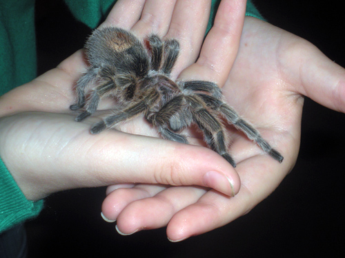 Holding a tarantula at White Stallion Guest Ranch "Zoo Night"