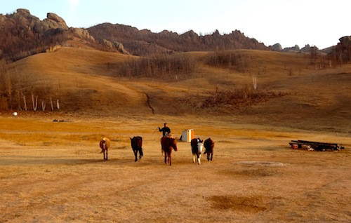 Rounding up horses during a horseback riding vacation in Mongolia