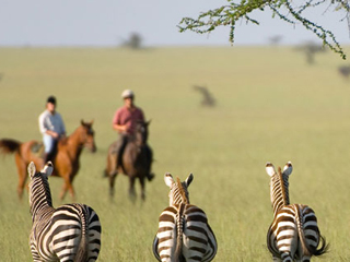 Zebras study horseback riders on vacation at Ol Donyo Lodge in Africa