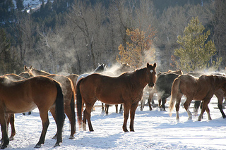 "Ranch at Rock Creek horses"