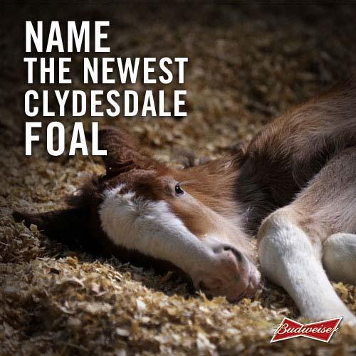 "Clydesdale foal"