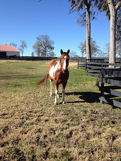 horse, Dos Brisas Ranch