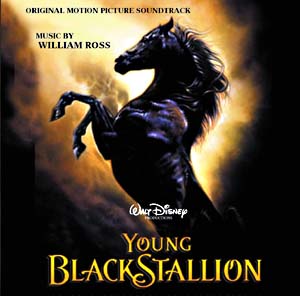 Young black stallion, horse