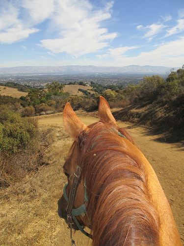 "Garrod Farms" horseback riding