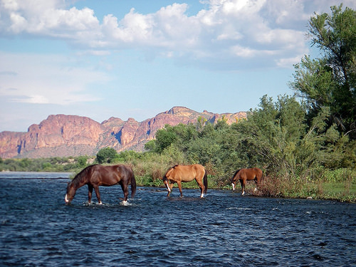 "arizona" wild horses