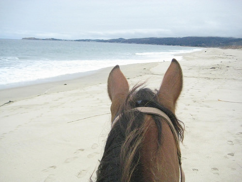 Thelma Poplar Beach HMB500x375