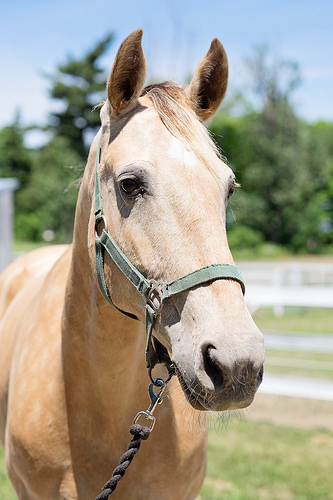"Sari Therapeutic Riding" horse