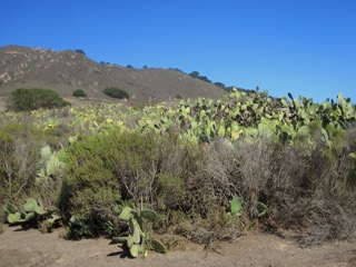 cacti, Cerro San Luis, San Luis Obispo, California