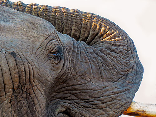 elephant, tusk, aardvark safaris