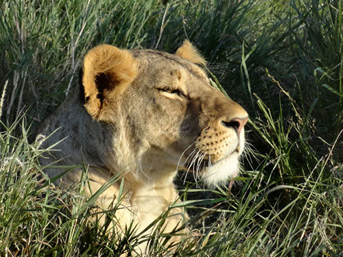 lion, aardvark safaris