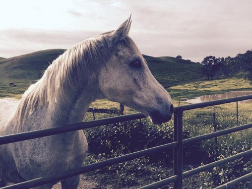 horse, fence, Northern California