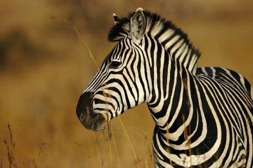 zebra, Ngoma Safari Lodge, Botswana, Africa