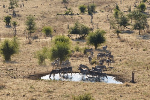 zebra migration, Africa, Chobe Forest Reserve 