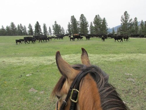 Triple Creek Ranch, Women's Rocky Mountain Rendezvous, between the ears