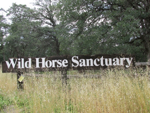 Wild Horse Sanctuary, Shingletown, California