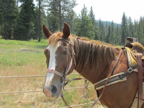 horse, Alpine Meadows, Lake Tahoe