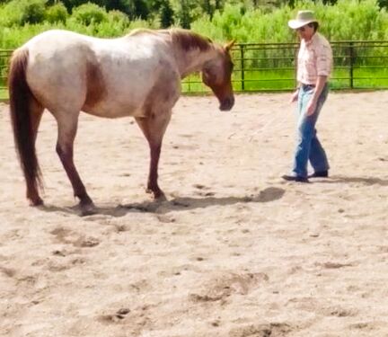 mark rush, 4ur ranch, natural horsemanship, horse