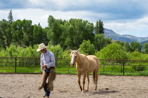Damon Gibbons, natural horsemanship, colorado