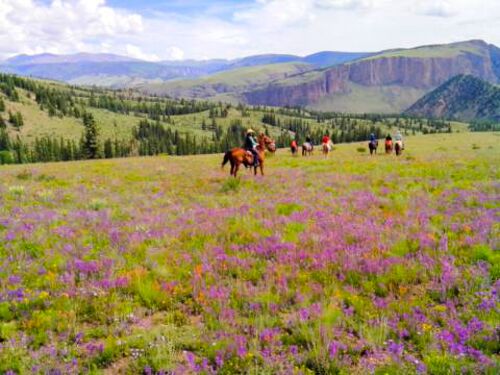wildflowers, horses, 4ur ranch