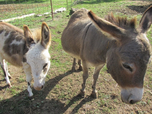 miniature donkey, tollen farm, wilsonville, oregon