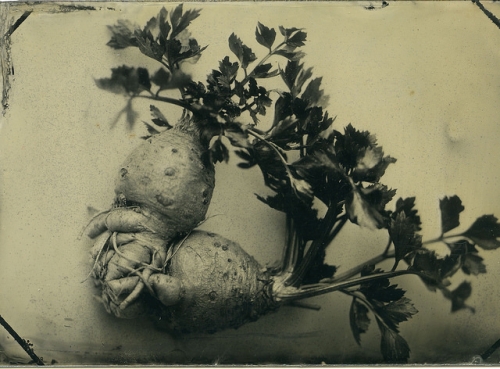 root vegetable, tintype, lindsey ross photography