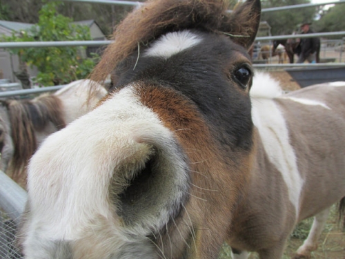 horses, pony, santa barbara horseback riding