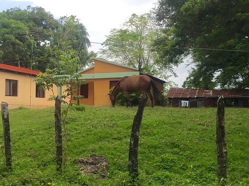horse, cupey, puerto plata, dominican republic