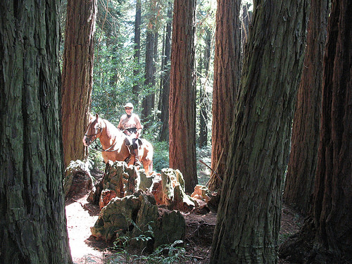 east bay hills trail ride, redwoods, horseback riding, 