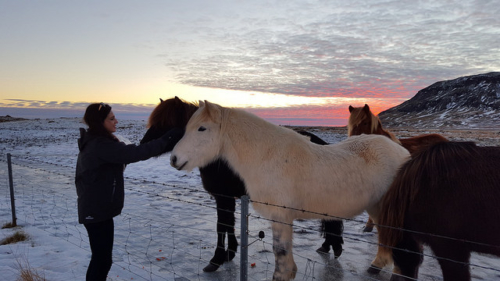 iceland, horses, sunrise, icelandic horse
