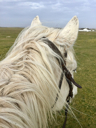 between the ears, pony trekking, connemara pony, horse, pony, keeraunmore, ballyconneely, co galway, ireland, horse riding