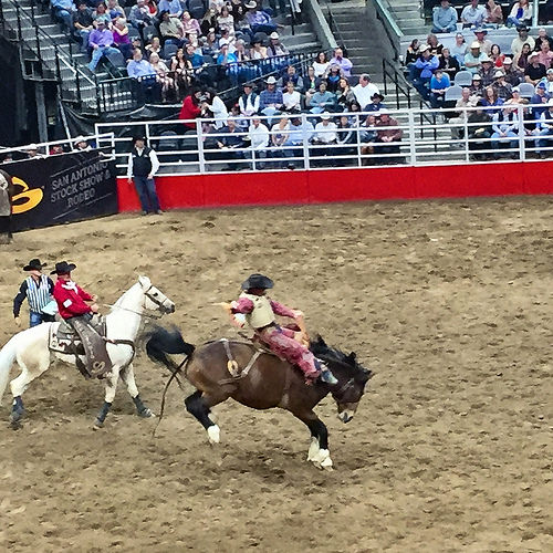 san antonio rodeo, san antonio rodeo & stock show, horse, cowboy, texas, saddle bronc rider